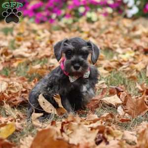 Poppy, Miniature Schnauzer Puppy