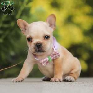 Poppy, French Bulldog Puppy