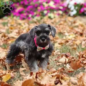 Poppy, Miniature Schnauzer Puppy
