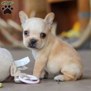 Poppy, French Bulldog Puppy