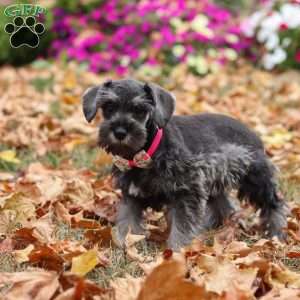 Poppy, Miniature Schnauzer Puppy