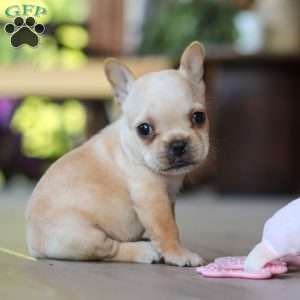Poppy, French Bulldog Puppy