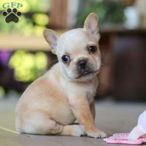 Poppy, French Bulldog Puppy