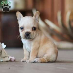 Poppy, French Bulldog Puppy