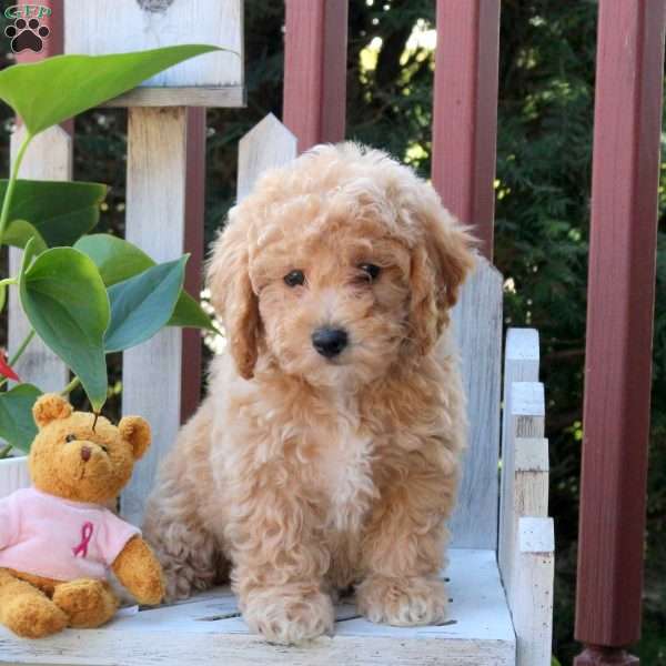 Poppy, Bich-Poo Puppy