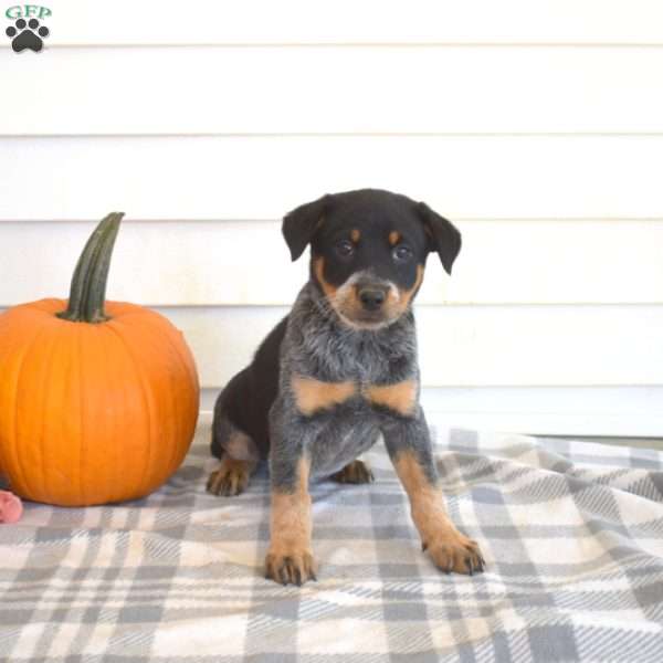 Poppy, Blue Heeler – Australian Cattle Dog Puppy