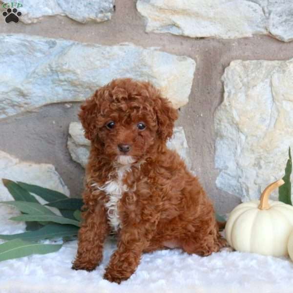 Poppy, Miniature Poodle Puppy