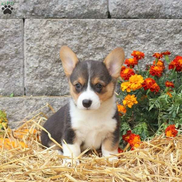 Poppy, Pembroke Welsh Corgi Puppy