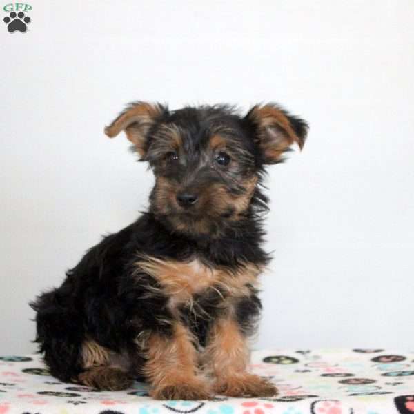 Poppy, Yorkie Puppy