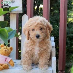 Poppy, Bich-Poo Puppy