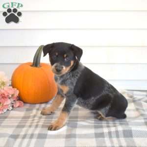 Poppy, Blue Heeler – Australian Cattle Dog Puppy