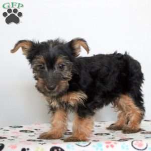 Poppy, Yorkie Puppy