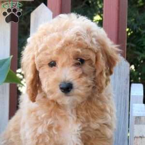 Poppy, Bich-Poo Puppy