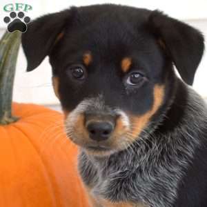 Poppy, Blue Heeler – Australian Cattle Dog Puppy