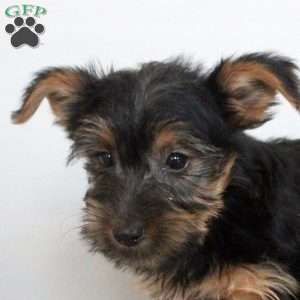 Poppy, Yorkie Puppy