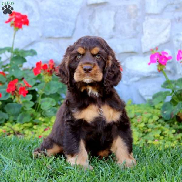 Poppy, Cocker Spaniel Puppy