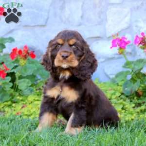 Poppy, Cocker Spaniel Puppy