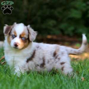 Poppy, Miniature Australian Shepherd Puppy