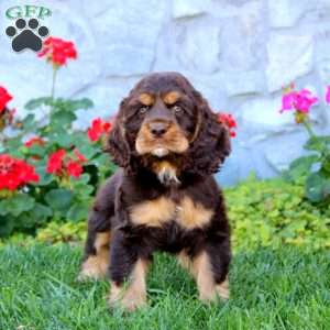 Poppy, Cocker Spaniel Puppy
