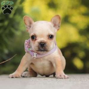Poppy, French Bulldog Puppy
