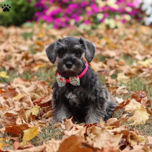 Poppy, Miniature Schnauzer Puppy