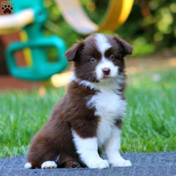 Posey, Miniature Australian Shepherd Puppy