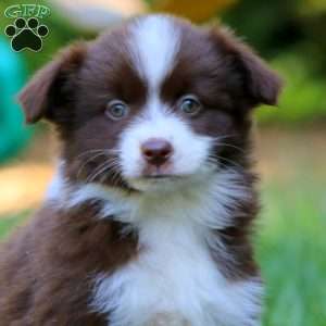 Posey, Miniature Australian Shepherd Puppy