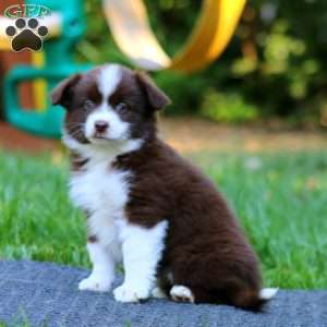 Posey, Miniature Australian Shepherd Puppy