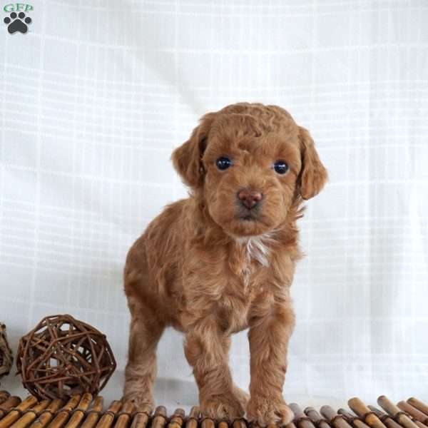 Posie, Toy Poodle Puppy
