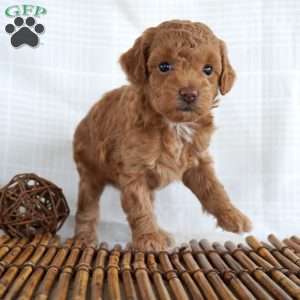 Posie, Toy Poodle Puppy
