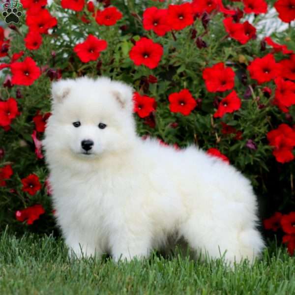 Precious, Samoyed Puppy