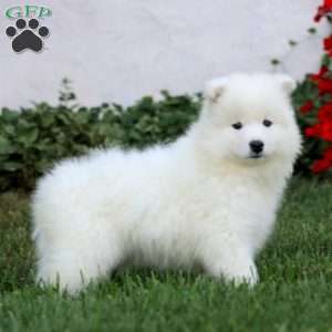 Precious, Samoyed Puppy
