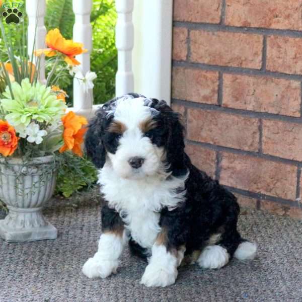 Preston, Mini Bernedoodle Puppy