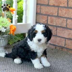 Preston, Mini Bernedoodle Puppy