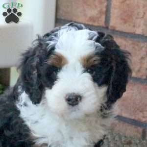 Preston, Mini Bernedoodle Puppy