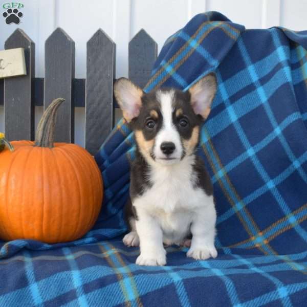 Pretzel, Pembroke Welsh Corgi Puppy
