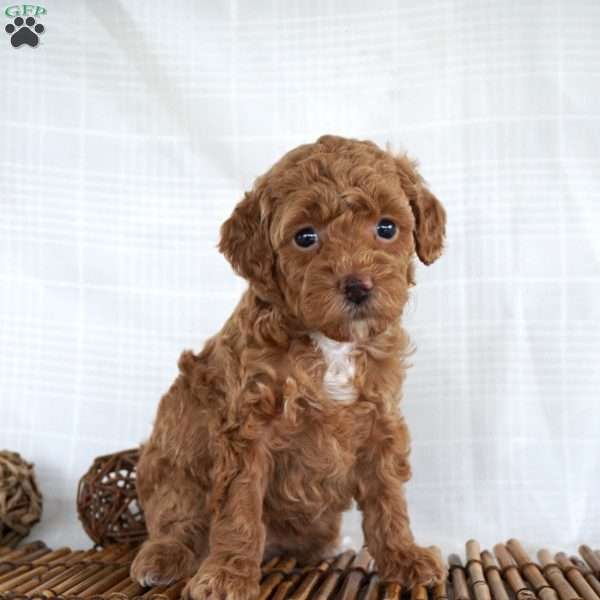 Primrose, Miniature Poodle Puppy