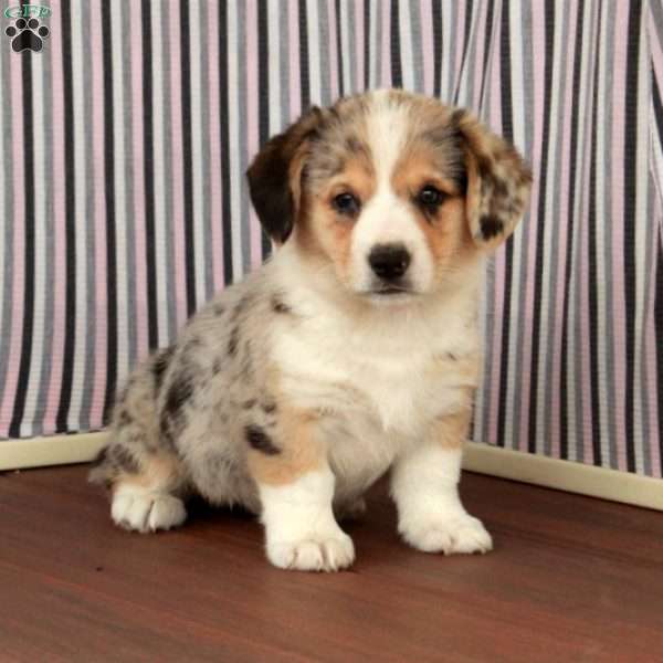 Prince, Welsh Corgi Mix Puppy