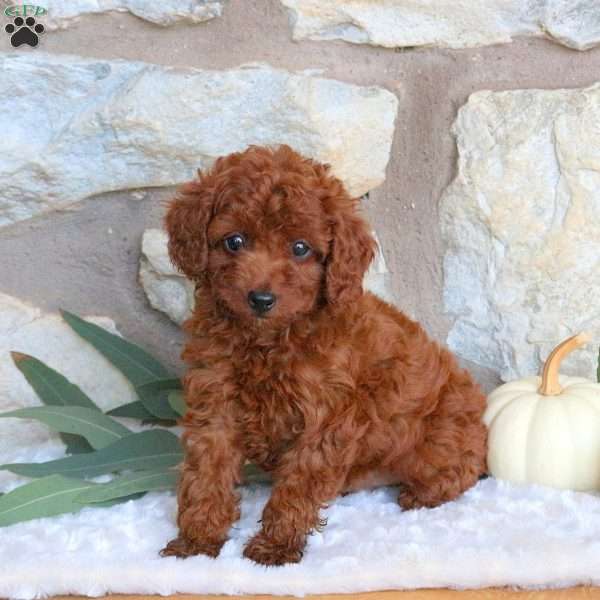 Prince, Miniature Poodle Puppy