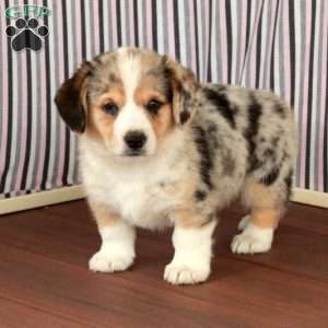 Prince, Welsh Corgi Mix Puppy