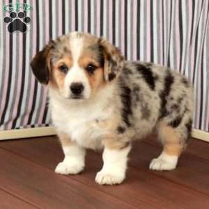 Prince, Welsh Corgi Mix Puppy