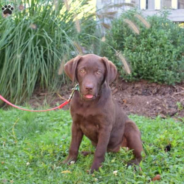 Princess, Chocolate Labrador Retriever Puppy