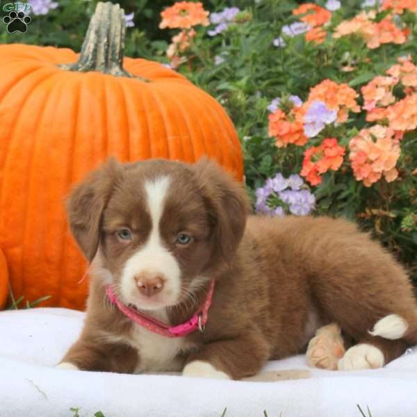 Princess, Border Collie Puppy