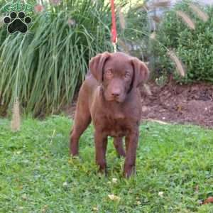 Princess, Chocolate Labrador Retriever Puppy