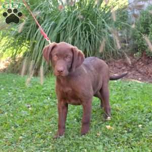 Princess, Chocolate Labrador Retriever Puppy