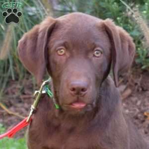 Princess, Chocolate Labrador Retriever Puppy