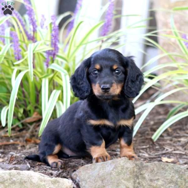 Princess, Dachshund Puppy