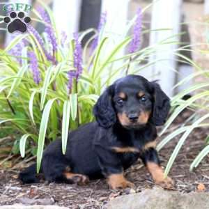 Princess, Dachshund Puppy