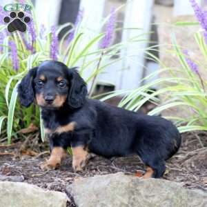 Princess, Dachshund Puppy