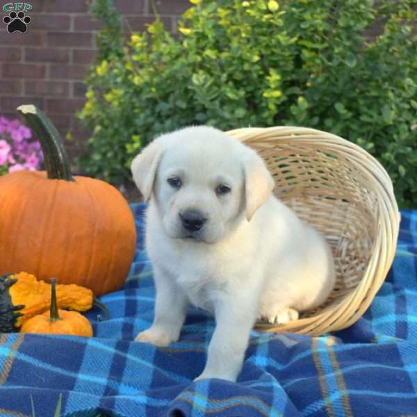Puma, Yellow Labrador Retriever Puppy